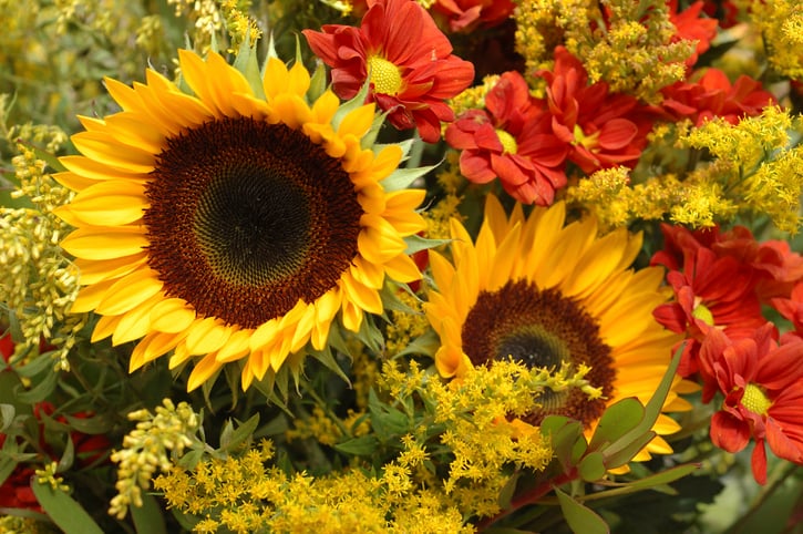 Sunflowers with red gerbera daisies and goldenrod