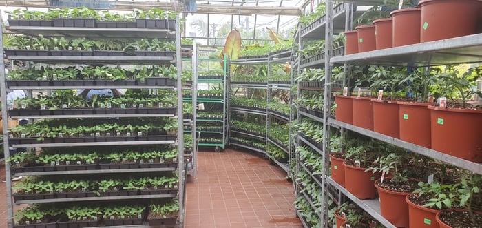 Vegetables & Herbs