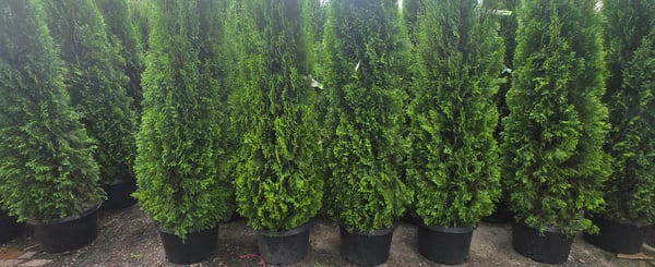 Emerald Green arborvitae
