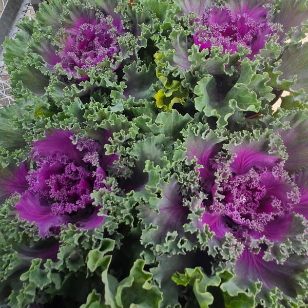 Flowering kale & cabbage