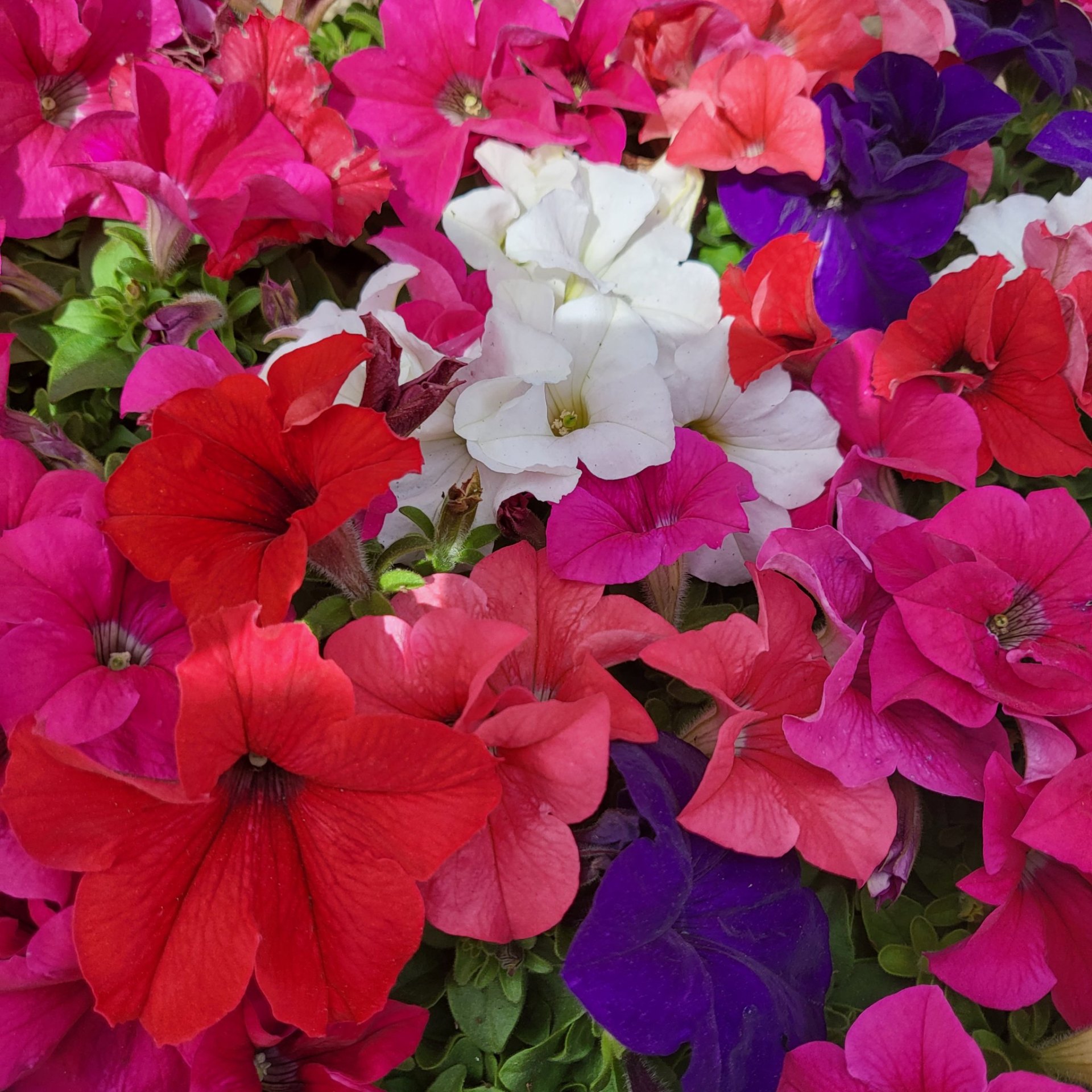 Petunia mix