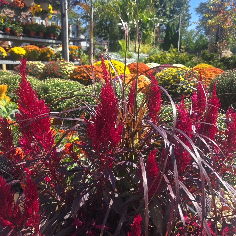 Fall Seasonal Flowers