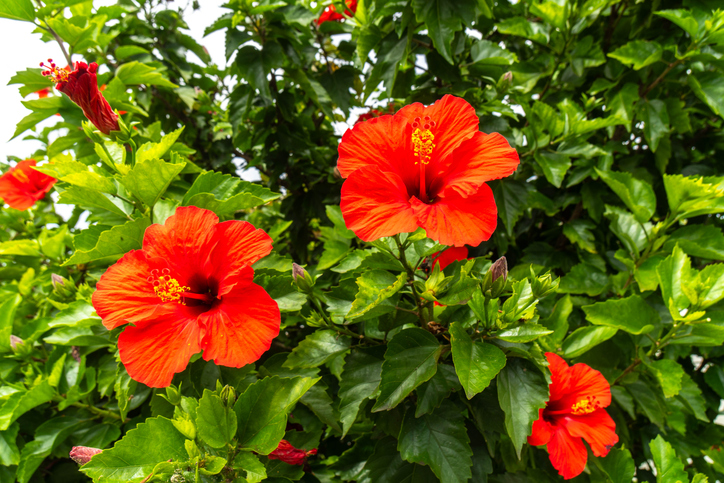 Tropicals