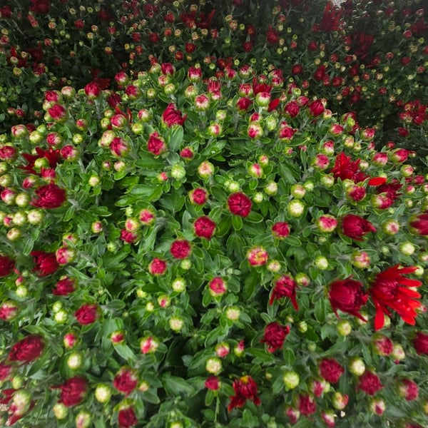 Hardy garden mums