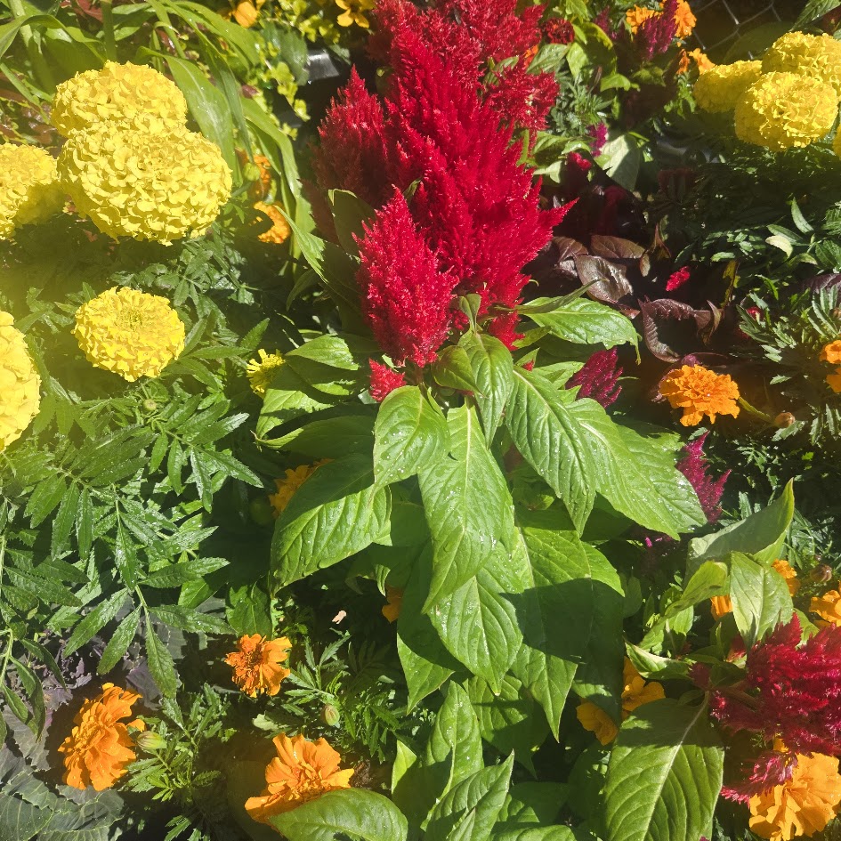 Celosia & marigolds