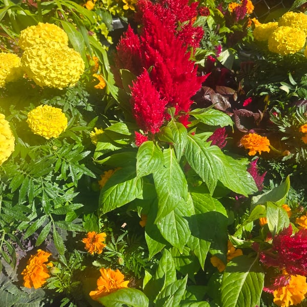 Celosia & marigolds