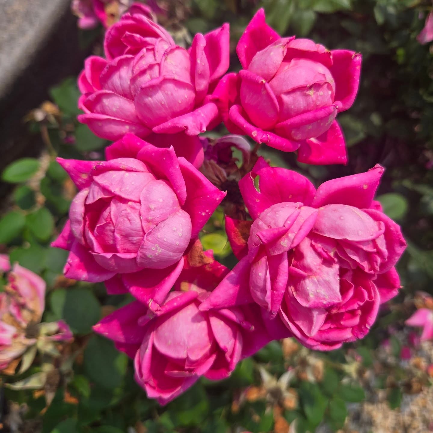 Knock Out roses