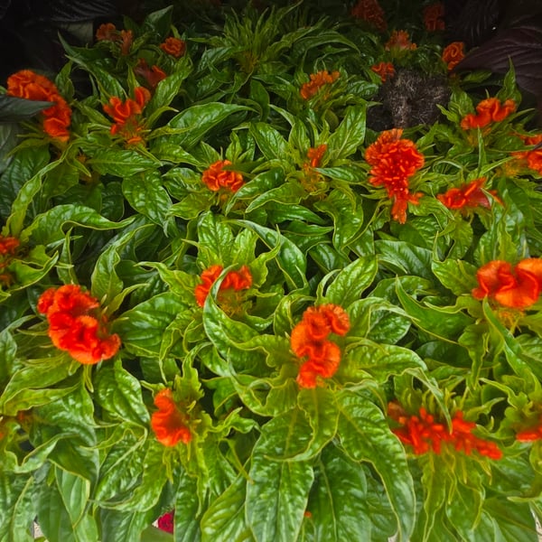 Celosia