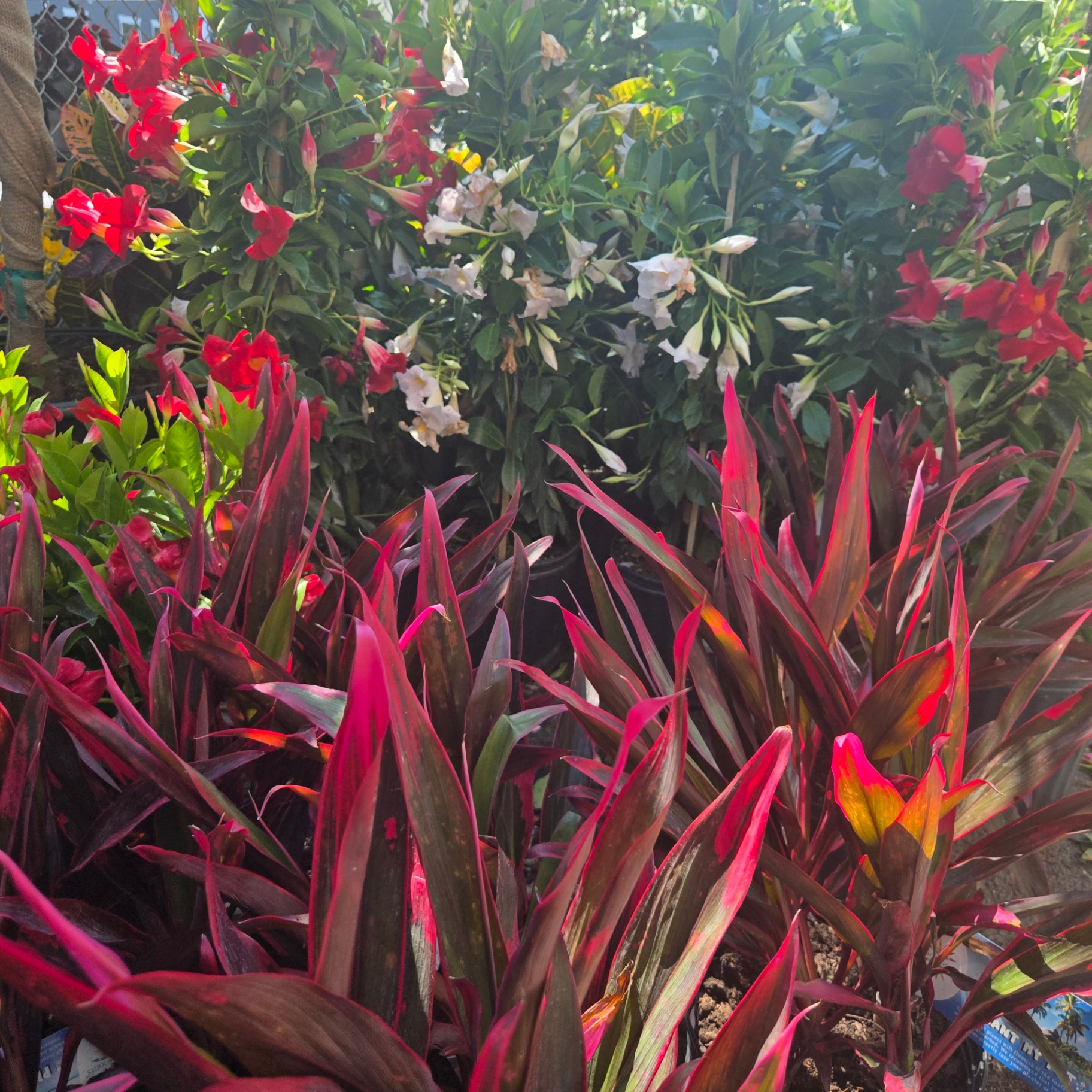 Cordyline