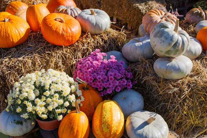 Pumpkins, white mums and pink mums on hay bales