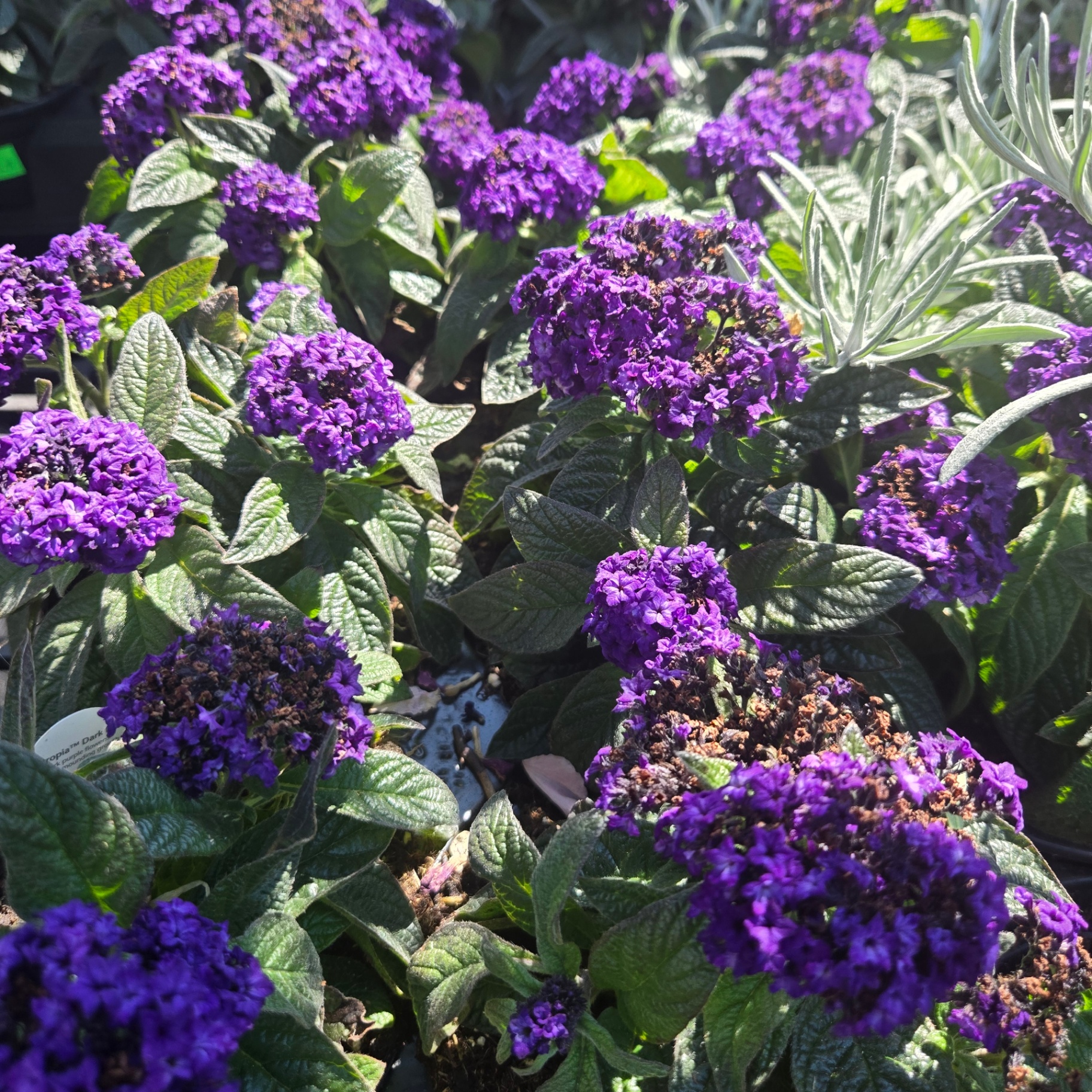 Heliotrope