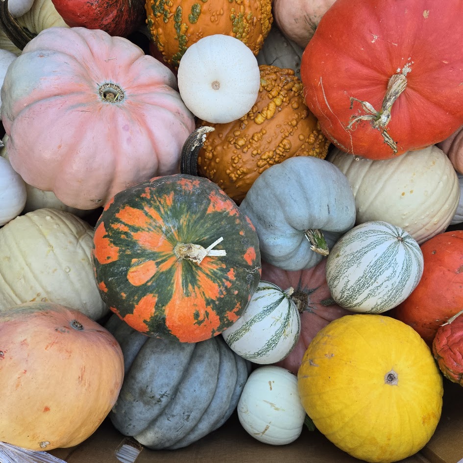 Heirloom & specialty pumpkins
