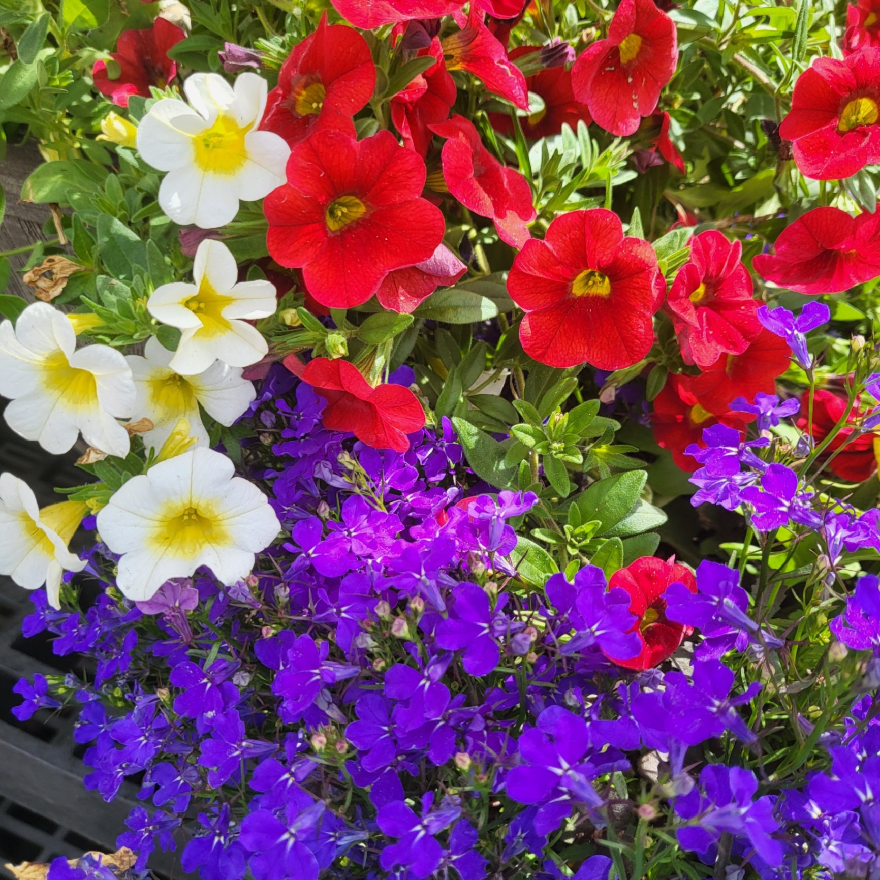 Red · White · Blue baskets