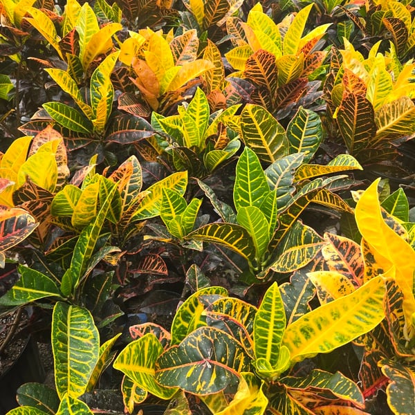 Crotons