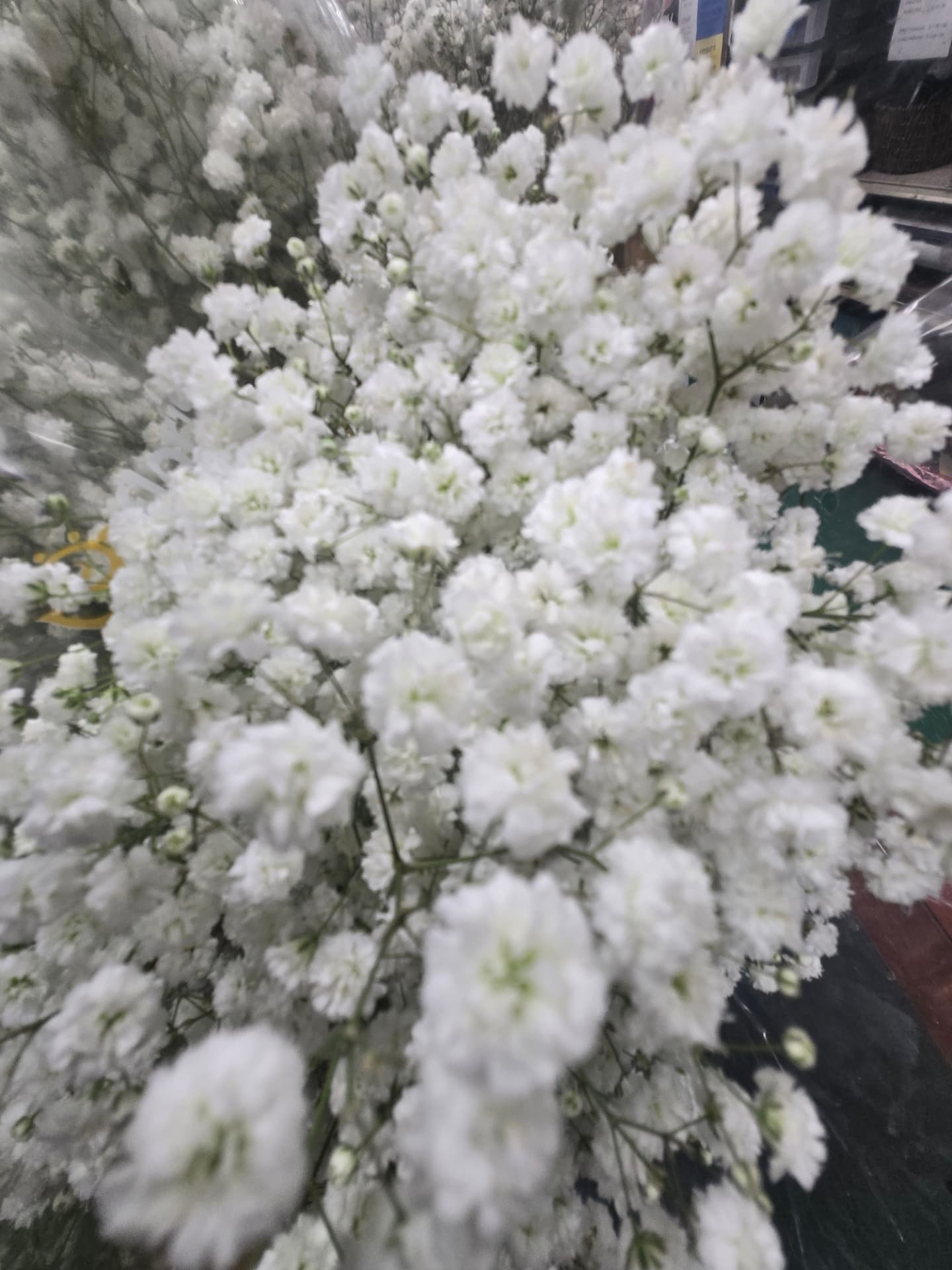Fresh white baby's breath bunches in the flower cooler