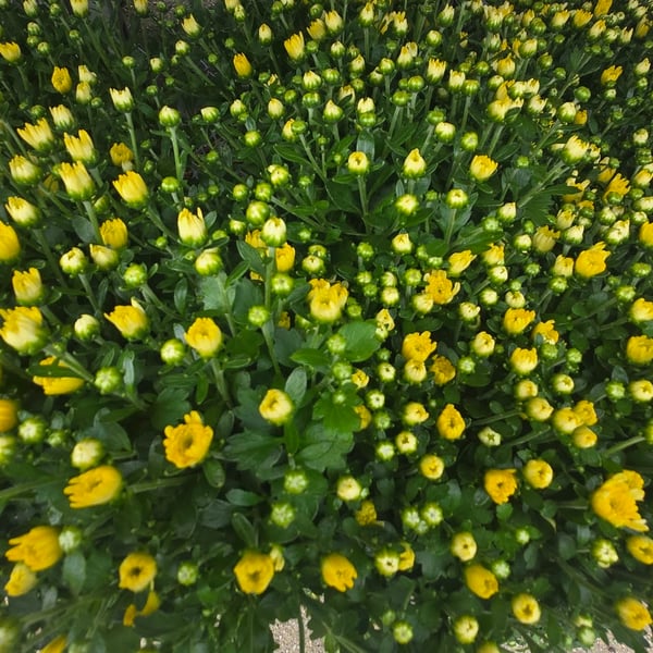 Yellow mums