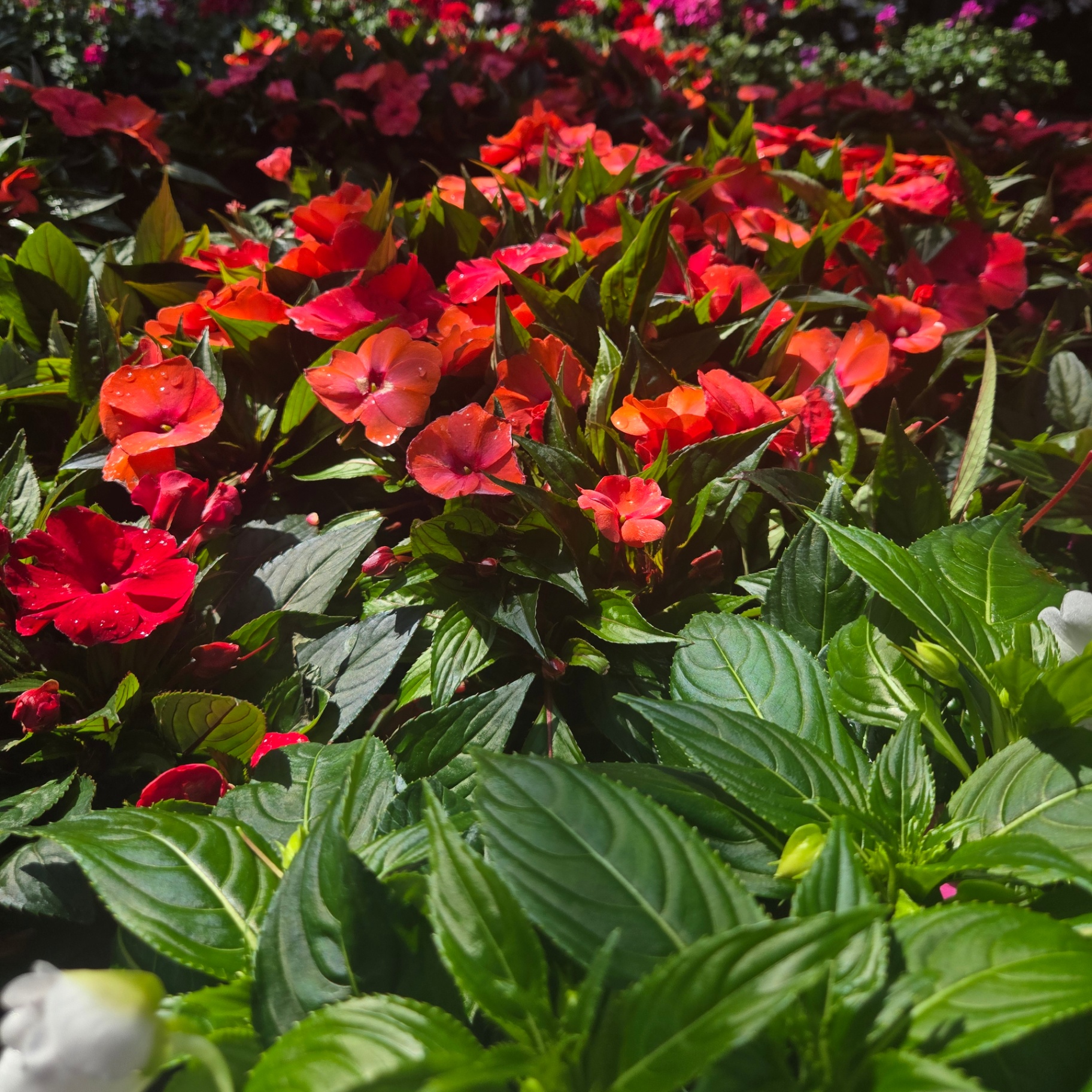 SunPatiens