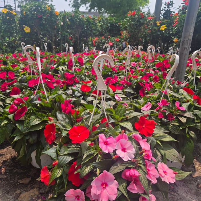 Hanging Baskets