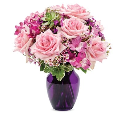 Pink roses in purple vase