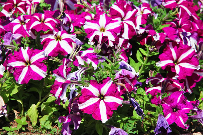 Annuals