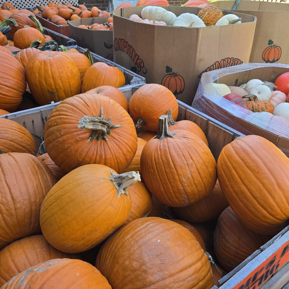 Pumpkins by the crate