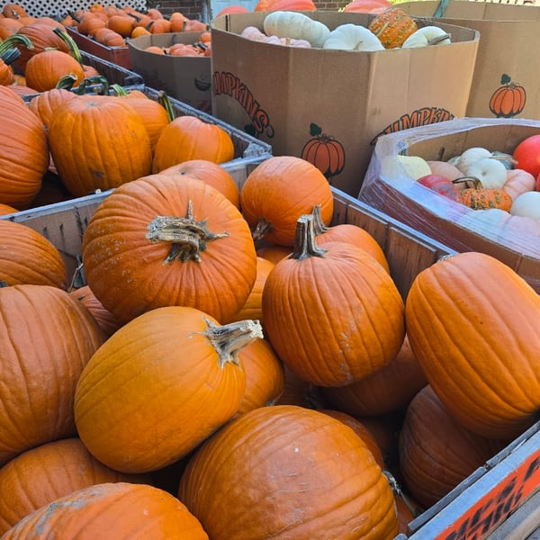 Pumpkins by the crate