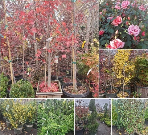 Trees & Shrubs