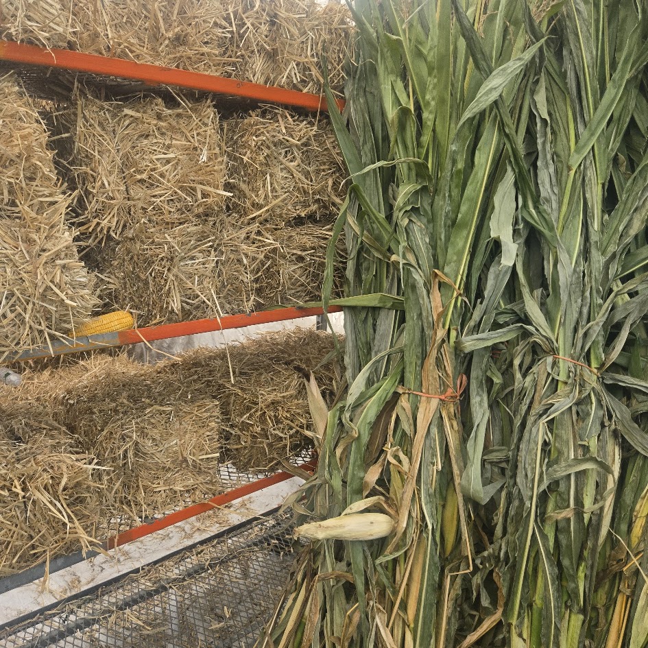 Corn stalks & straw bales