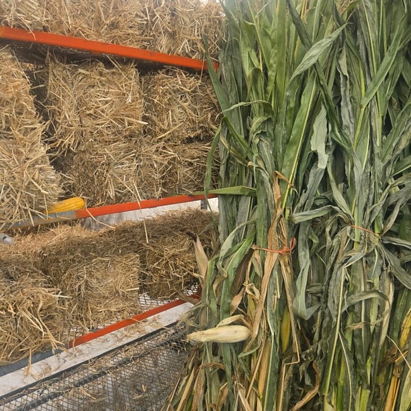 Corn stalks & straw bales
