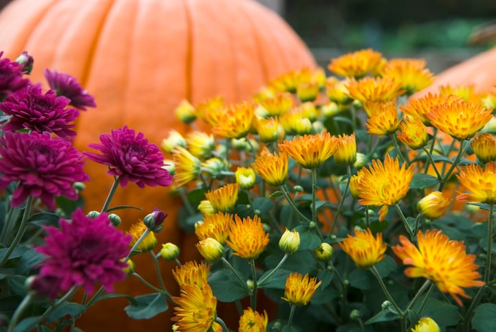 Orange pumpkin behind purple and golden mums
