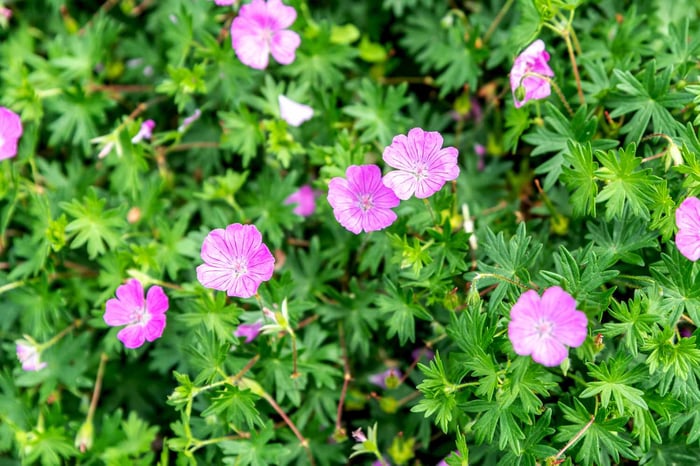 Perennials