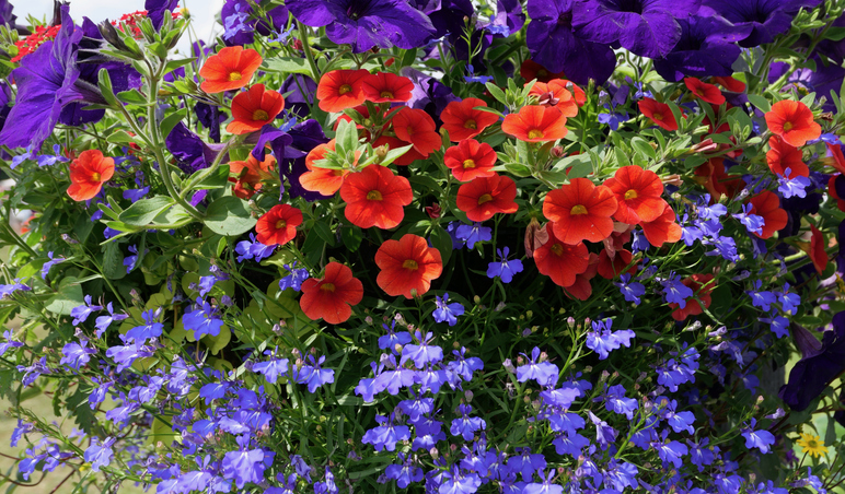50% Off Hanging Baskets