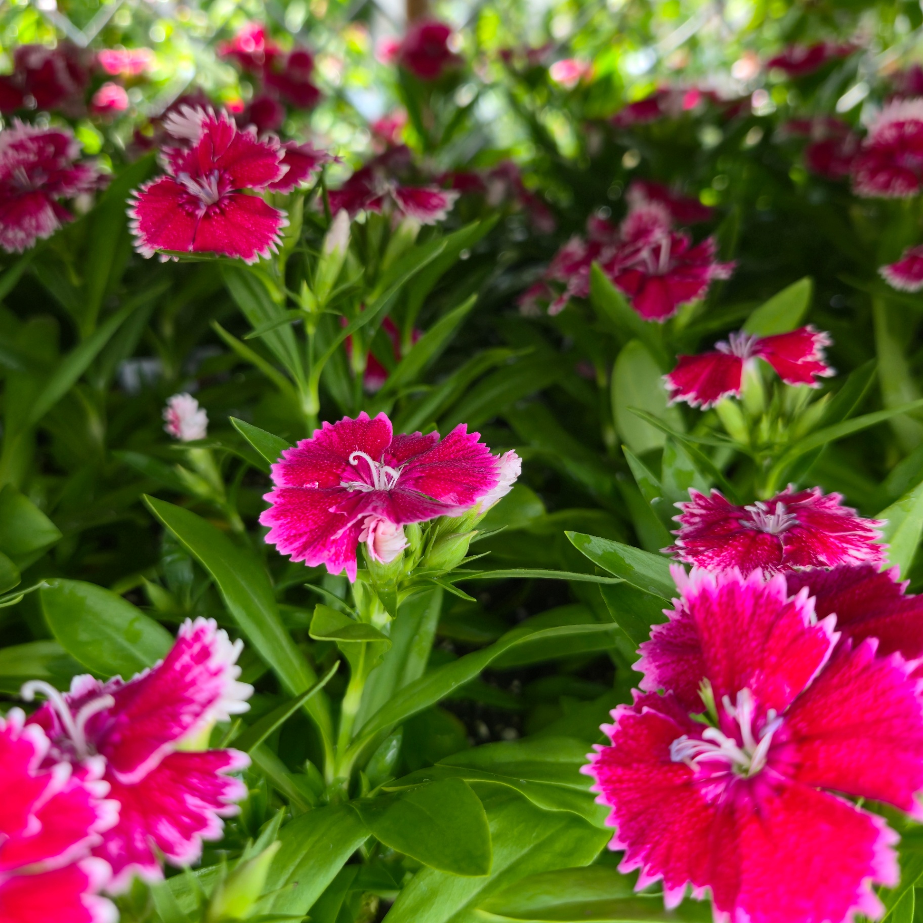 Dianthus