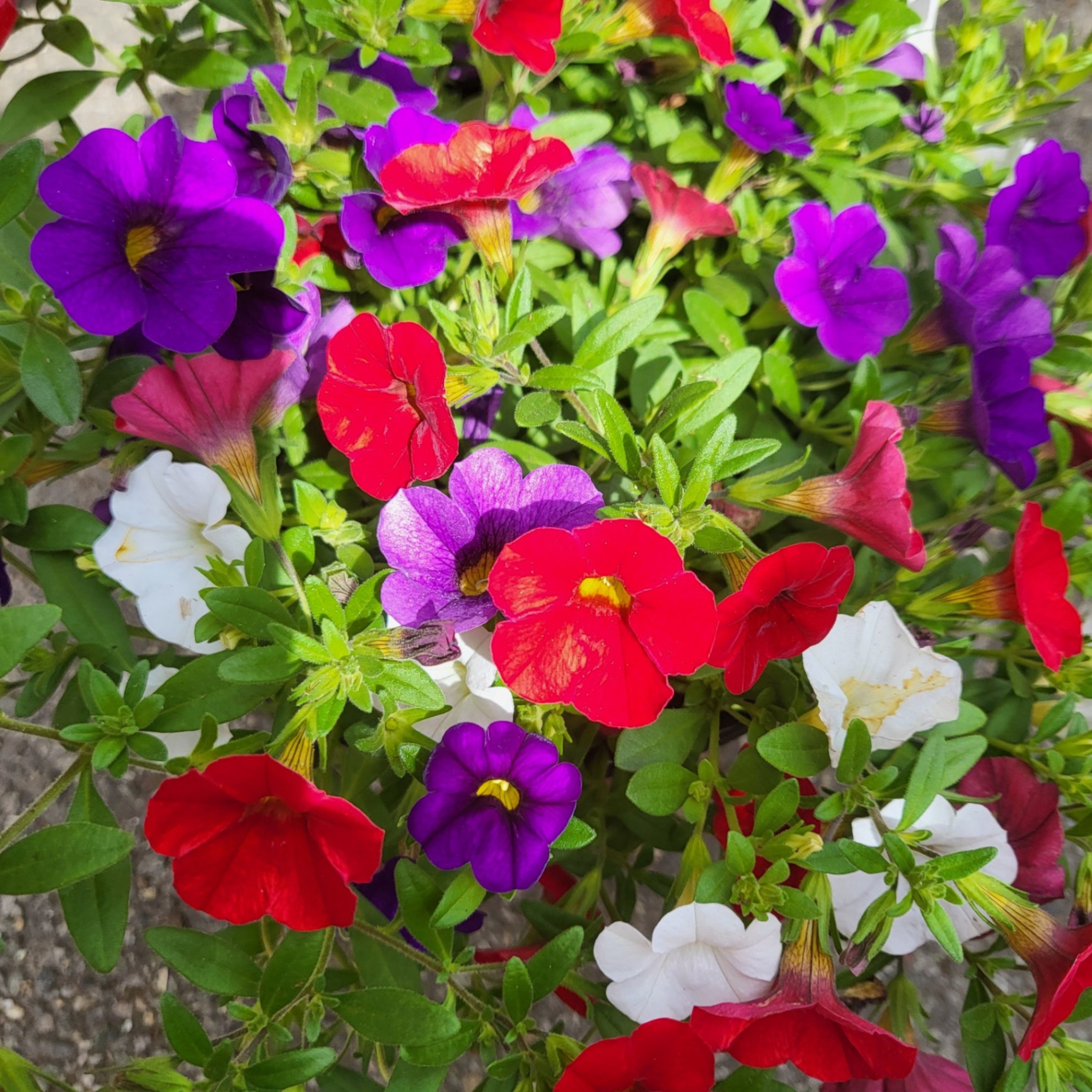 Calibrachoa
