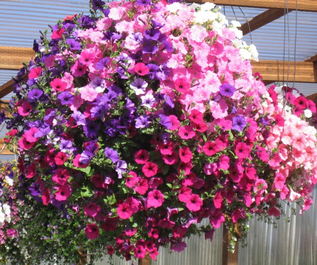 HANGING BASKET