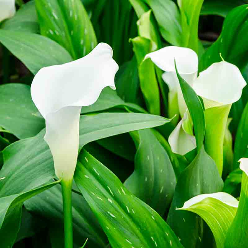 lilly plant