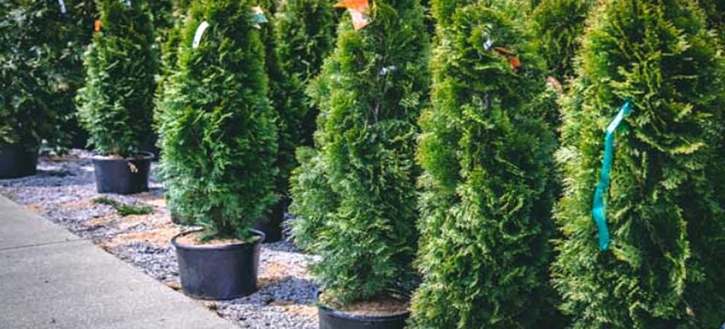 arborvitae - all sizes
green giants, leyland cypress