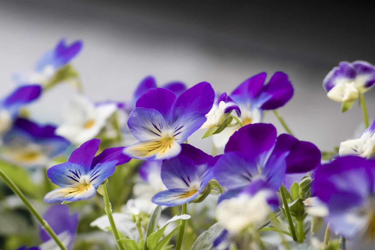 🌸 Spring’s First Delivery is Here! 🌿✨ Fresh arrivals: 🌼 Ranunculus – vibrant & lively 🌿 Violas & Pansies – colorful & hardy 🌳 Shrubs & Azaleas – lush & lasting Get your garden started—stop by at Westminster Nursery! 🌱💐 📍 Visit us! #SpringBloom #FreshDelivery #GardenReady